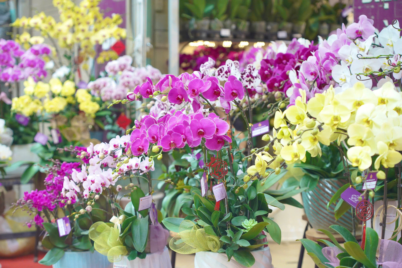 Theo chị Hương - chủ chuỗi 4 cửa hàng hoa lan trên phố Hoàng Hoa Thám: "Cửa hàng của tôi sử dụng toàn bộ hoa lan hồ điệp Đà Lạt - loại hoa cao cấp được khách hàng ưa chuộng. Để chuẩn bị cho dịp Tết, tôi đã nhập về 100.000 cây lan với hơn 100 màu hoa khác nhau. Giá trung bình của mỗi cây là 250.000 đồng, tăng khoảng 10% so với ngày thường. Dòng lan "S" (super vip) là dòng cao cấp nhất, nổi bật với những cành dài và khoảng hơn 20 bông hoa trên thân.