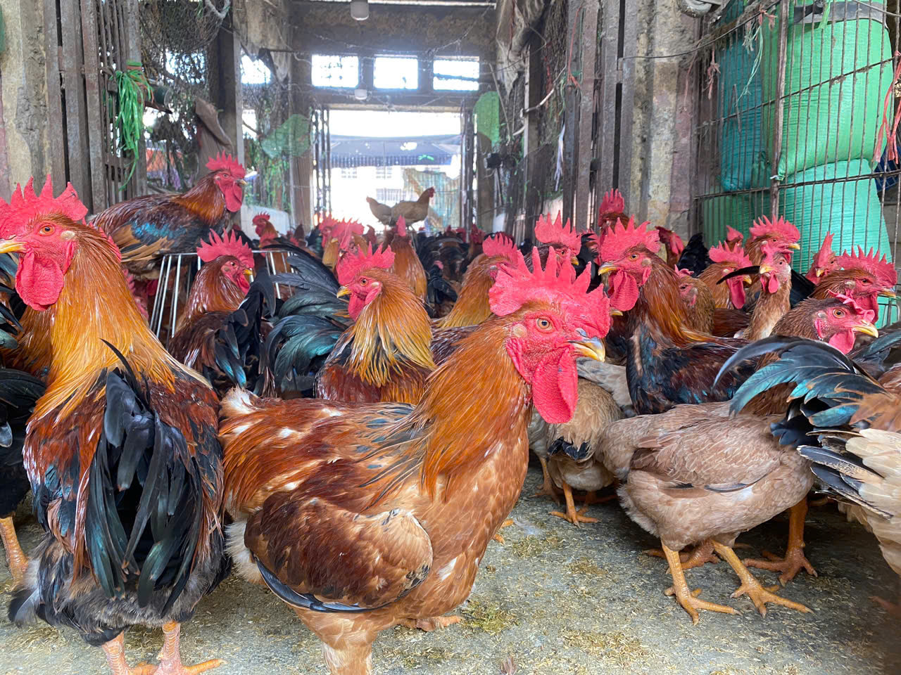 Các loại gà trống có mã đẹp được săn đón. Các loại gà trống có mã đẹp được săn đón.