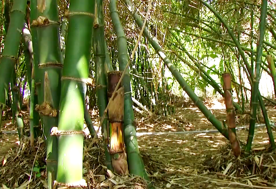 Khu vườn trồng măng tứ quý xanh tươi của ông Minh. Ảnh: Trần Đáng