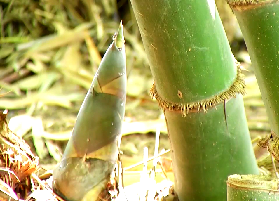 Ngoài trồng tre tứ quý lấy măng, ông Minh còn bán giống tre tứ quý. Ảnh: Trần Đáng