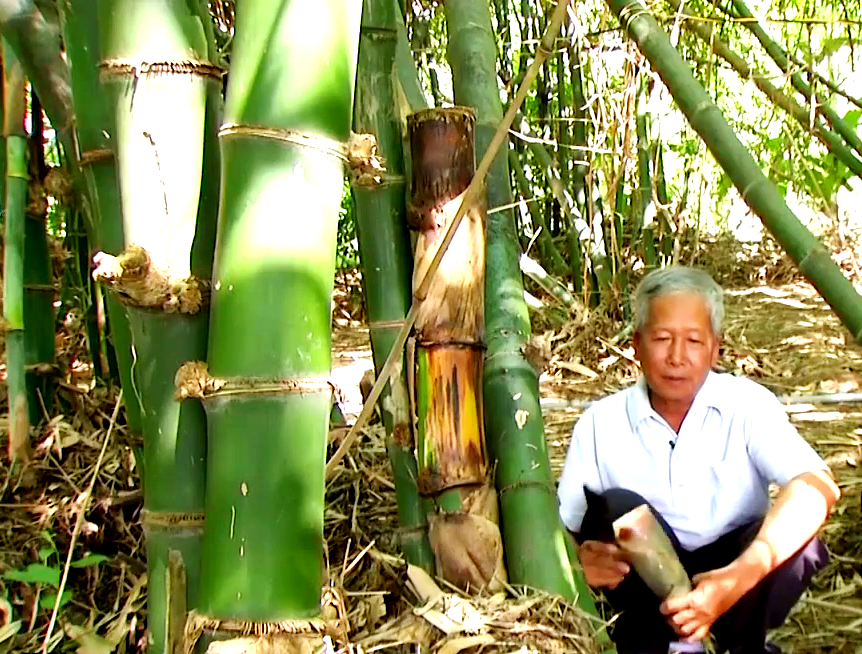 Ông Nguyễn Văn Minh (xã Phước Thuận, huyện Xuyên Mộc, tỉnh Bà Rịa – Vũng Tàu) trong vườn trồng tre tứ quý. Ảnh: Trần Đáng