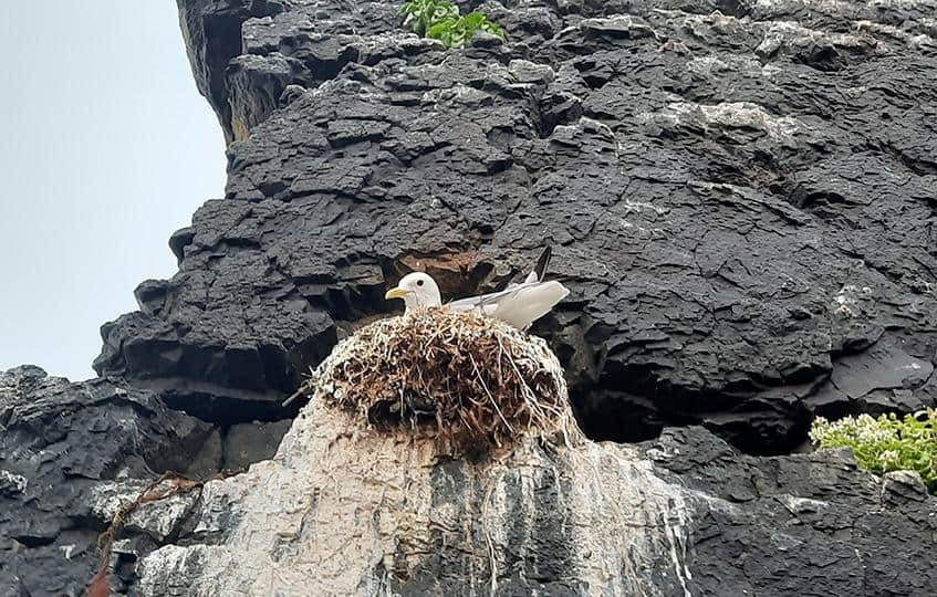 Du khách sẽ có cơ hội được ngắm nhìn hải âu ở khu vực này. Ảnh: Omri Westmark.