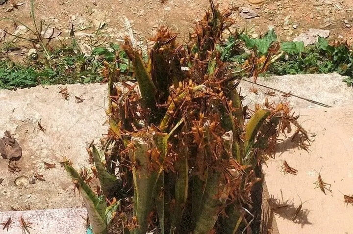 Châu chấu xuất hiện từng đàn, đậu kín trên cành cây, tường nhà tại nhiều nơi ở Cao Bằng. Ảnh: Nguyễn Duy Chiến