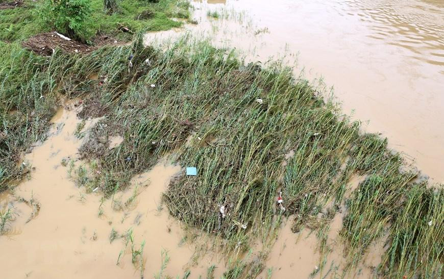 Lũ lên nhanh làm ngập úng rau màu của người dân ven sông đoạn chảy qua thành phố Lào Cai. (Ảnh: Quốc Khánh/TTXVN)