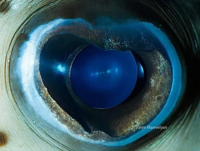 Cá nóc nhím là một họ thuộc bộ Cá nóc. Các loài trong họ này có kích thước từ vừa đến lớn, và được tìm thấy trong những vùng biển nông vùng ôn đới và nhiệt đới trên toàn thế giới.