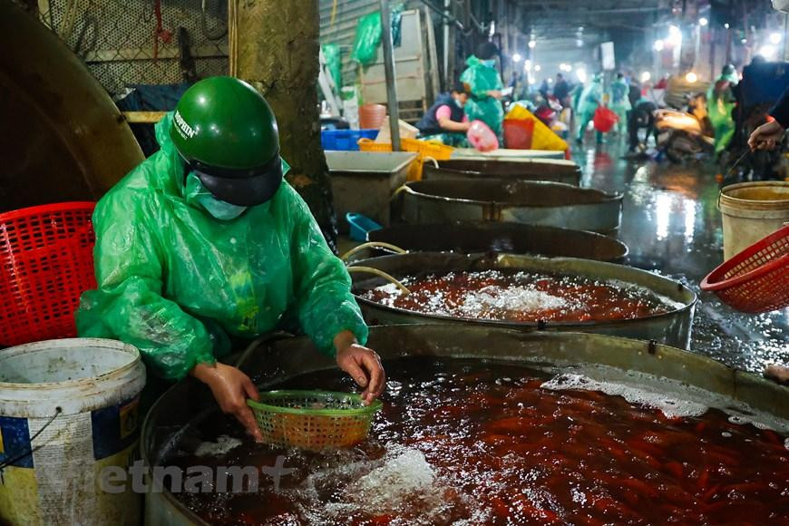 Các tiểu thương nhỏ, lẻ tranh thủ đi chợ sớm để chọn được những mẻ cá đẹp nhất mang về các chợ dân sinh bán phục vụ bà con mua cá chép cúng ông Công, ông Táo. (Minh Hiếu/Vietnam+)