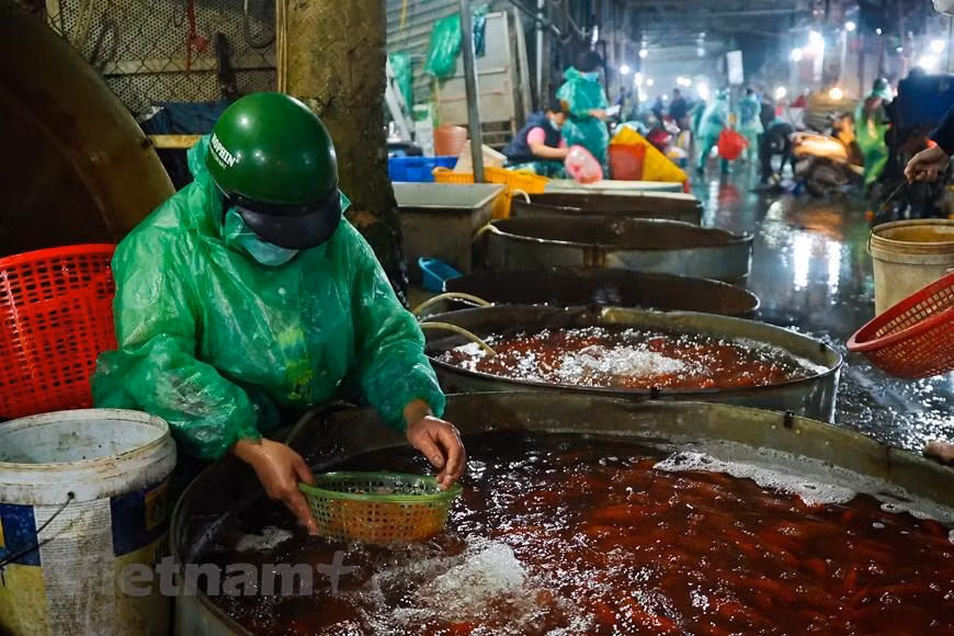 Các tiểu thương nhỏ, lẻ tranh thủ đi chợ sớm để chọn được những mẻ cá đẹp nhất mang về các chợ dân sinh bán phục vụ bà con mua cá chép cúng ông Công, ông Táo. (Minh Hiếu/Vietnam+)