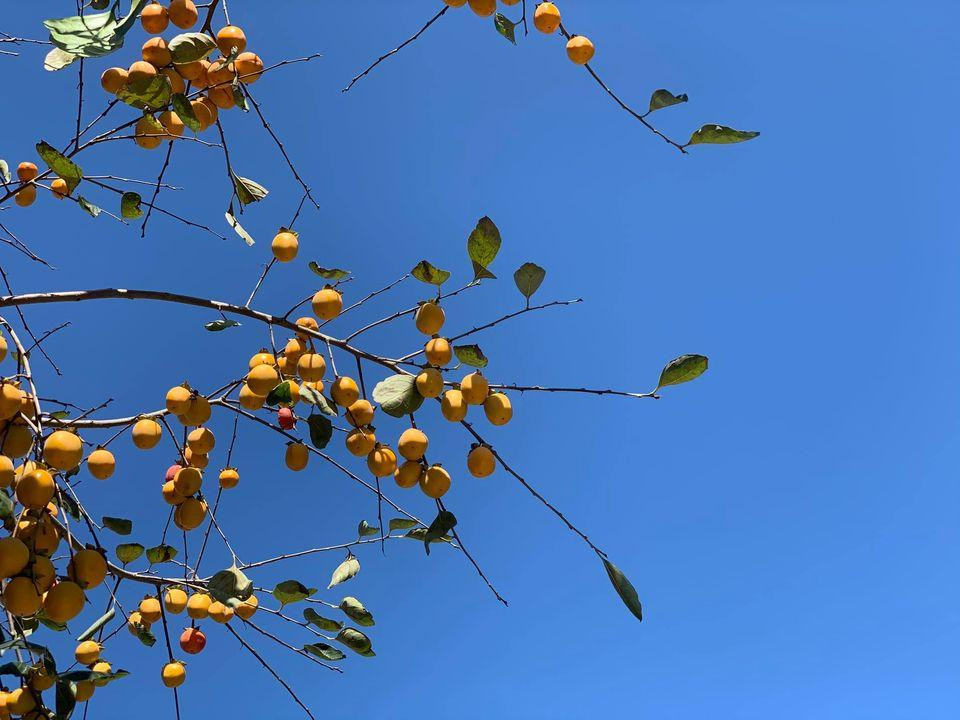 Chủ của cây hồng là bà Xiêm, 73 tuổi. Bà cho biết cây hồng này có tuổi đời khoảng 180-190 năm và đã ở đó 4 đời.