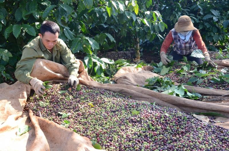 Hiệu quả từ chính sách giảm nghèo hộ gia đình ở tỉnh Đắk Nông.