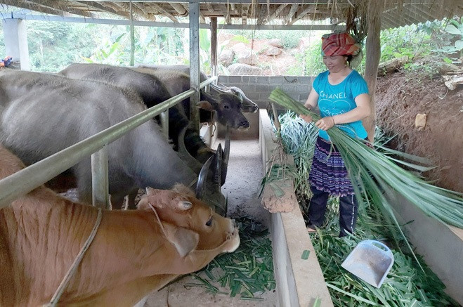 Đồng bào Mông huyện Trạm Tấu đầu tư phát triển chăn nuôi gia súc để nâng cao thu nhập. Đồng bào Mông huyện Trạm Tấu đầu tư phát triển chăn nuôi gia súc để nâng cao thu nhập.