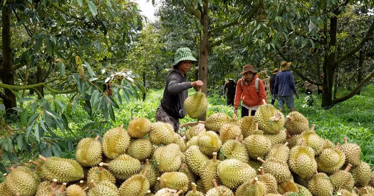 Sầu riêng cần nâng cao chất lượng để giữ được vị thế trong lòng người tiêu dùng quốc tế. Ảnh minh họa: IT.
