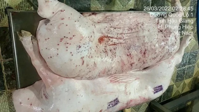 Hình ảnh heo bệnh của đơn vị gia công cho Công ty Cổ phần Chăn nuôi C.P. Việt Nam được được đưa đi tiêu thụ, theo tố cáo của ông L.Q.N. Ảnh: Jonny Lieu. Hình ảnh heo bệnh của đơn vị gia công cho Công ty Cổ phần Chăn nuôi C.P. Việt Nam được được đưa đi tiêu thụ, theo tố cáo của ông L.Q.N. Ảnh: Jonny Lieu.