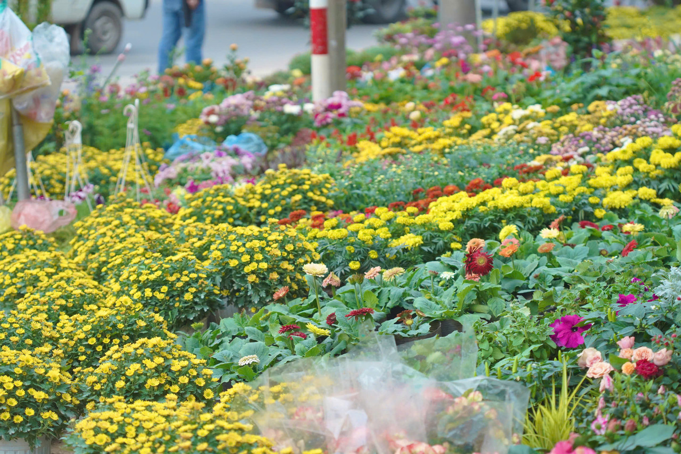 Mỗi dịp Tết đến, phố cây cảnh như khoác thêm một lớp áo sặc sỡ sắc màu.