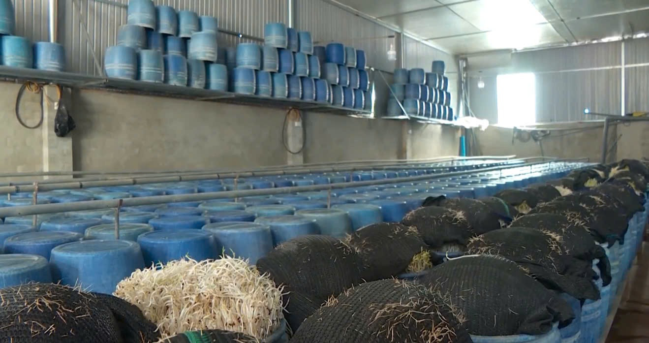 Gần 3.000 tấn giá đỗ ngậm hoá chất được tuồn ra thị trường trong năm 2024. Ảnh: CA. Gần 3.000 tấn giá đỗ ngậm hoá chất được tuồn ra thị trường trong năm 2024. Ảnh: CA.