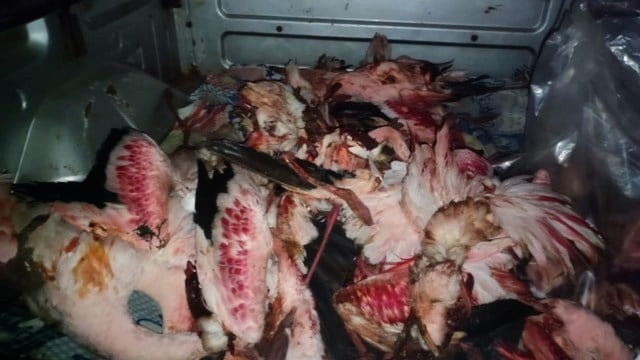 Nhân viên cứu hộ đã thu thập xác của những con hồng hạc trong khu vực đô thị. Ảnh: Nhân viên cứu hộ địa phương cung cấp.