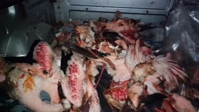 Nhân viên cứu hộ đã thu thập xác của những con hồng hạc trong khu vực đô thị. Ảnh: Nhân viên cứu hộ địa phương cung cấp.