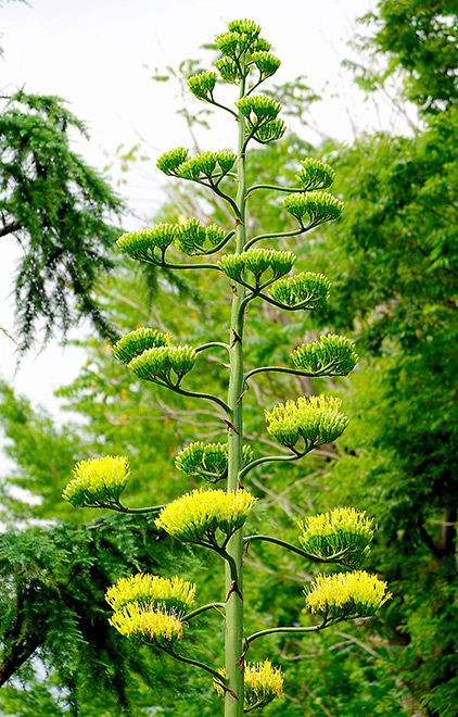 Cây thế kỷ chỉ nở hoa 1 lần trước khi chết. Ảnh: Yumi Nakayama.