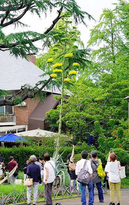 “Cây thế kỷ” thu hút du khách với chiều cao gần 8m. Ảnh: Yumi Nakayama.
