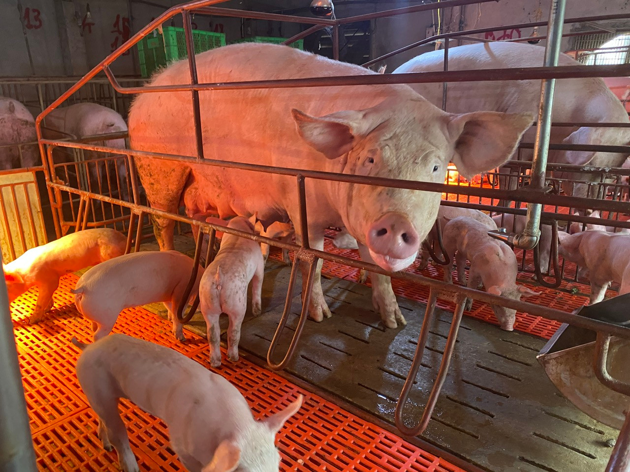 Giá lợn khó tăng nếu công tác phòng dịch bệnh được thực hiện.