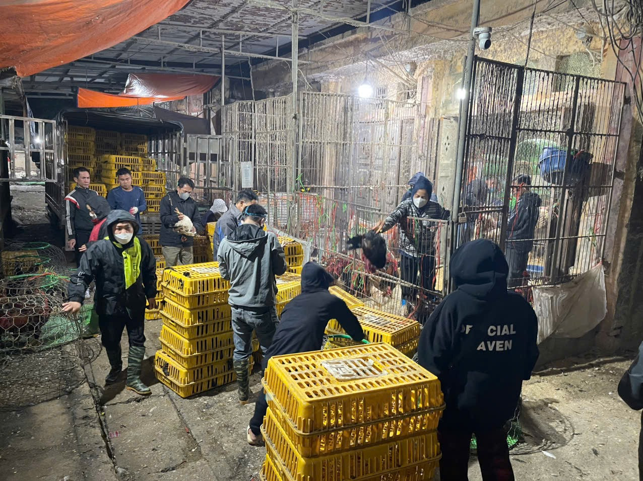 Người bắt gà, người đóng thùng hàng nhộn nhịp cả khu chợ. Người bắt gà, người đóng thùng hàng nhộn nhịp cả khu chợ.