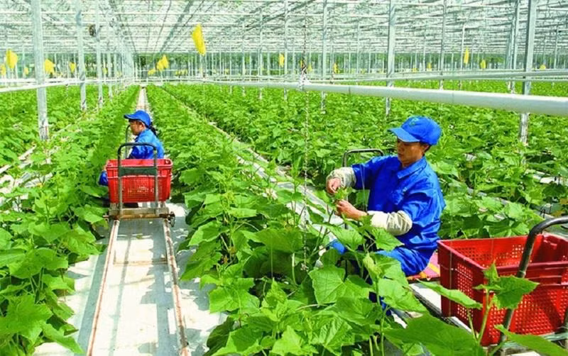 Ngành trồng trọt đặt mục tiêu giảm 30% phát thải vào năm 2030. Ảnh minh họa: IT.
