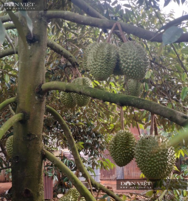 Mới mô hình trồng sầu riêng 3 gốc chung một thân, hiện sau khi trừ chi phí, vườn sầu riêng đang giúp ông Đức thu về khoảng nửa tỷ đồng mỗi năm. Ảnh: H.Đình