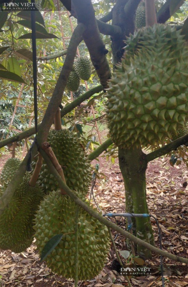 Một cây sầu riêng trong vườn nhà ông Đức sai trĩu quả. Ảnh: H.Đình