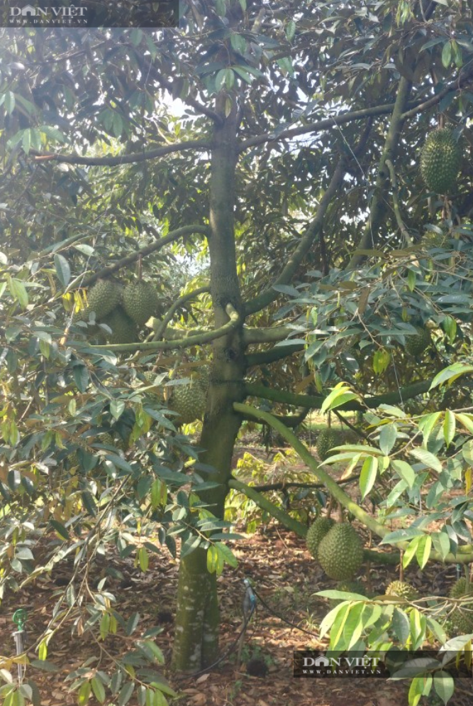 Tại vườn sầu riêng độc, lạ của gia đình ông Đức, 3 gốc sầu ghép lại gắn chặt, vững chãi giúp cây sầu riêng khó bị đổ gãy mùa giông lốc. Ảnh: H.Đình