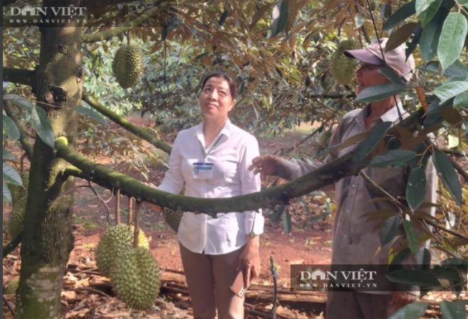Ông Đức chia sẻ cách ghép sầu riêng với cán bộ xã Sông Ray, huyện Cẩm Mỹ, tỉnh Đồng Nai. Ảnh: H.Đình