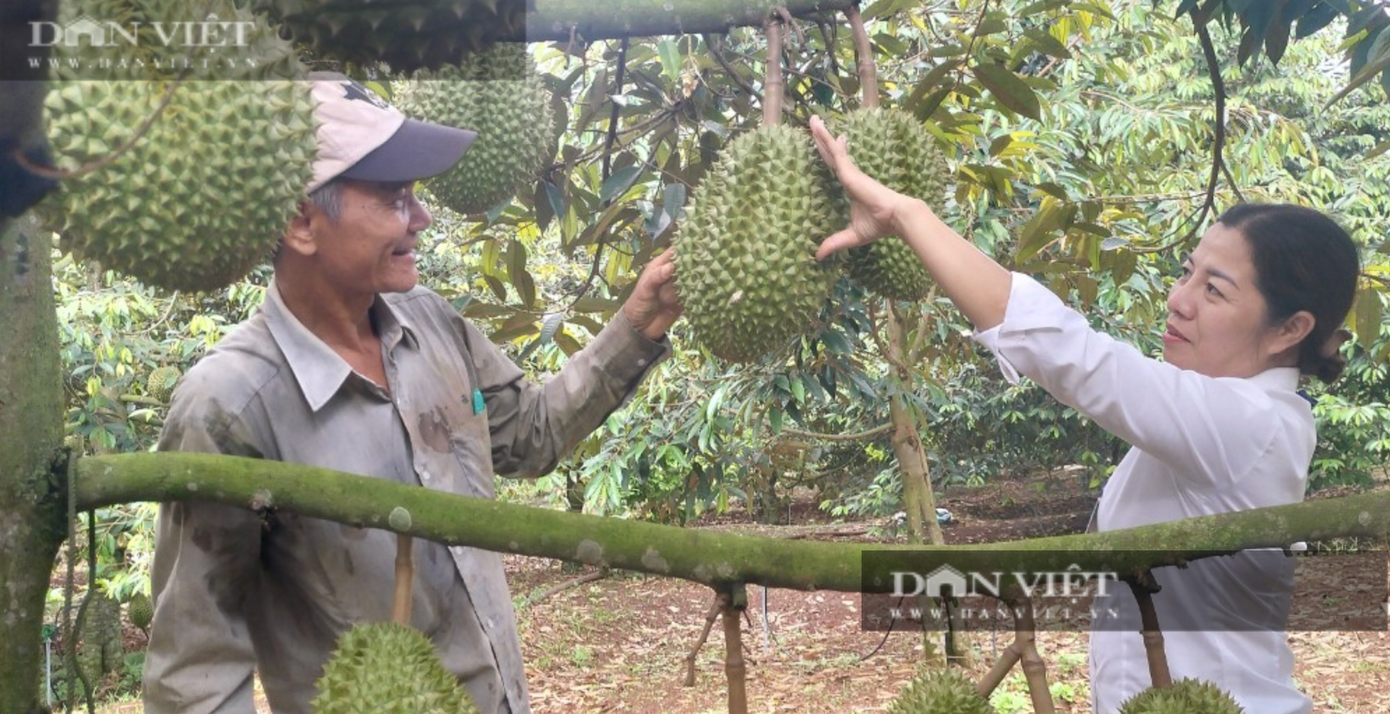 Ông Đức, nông dân trồng sầu riêng ở ấp 7, xã Sông Ray, huyện Cẩm Mỹ, (tỉnh Đồng Nai) vui vẻ khoe thành quả từ vườn sầu riêng ghép. Ảnh: H. Đình