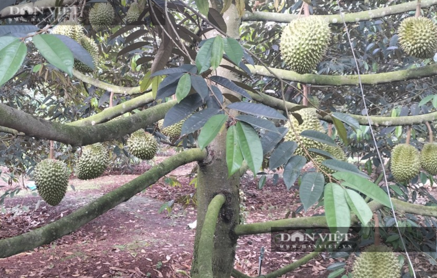 Tại vườn sầu riêng của ông Đức, nông dân xã Sông Ray, huyện Cẩm Mỹ, (tỉnh Đồng Nai) có những cây sầu riêng ghép cho năng suất cao. Ảnh: H.Đình