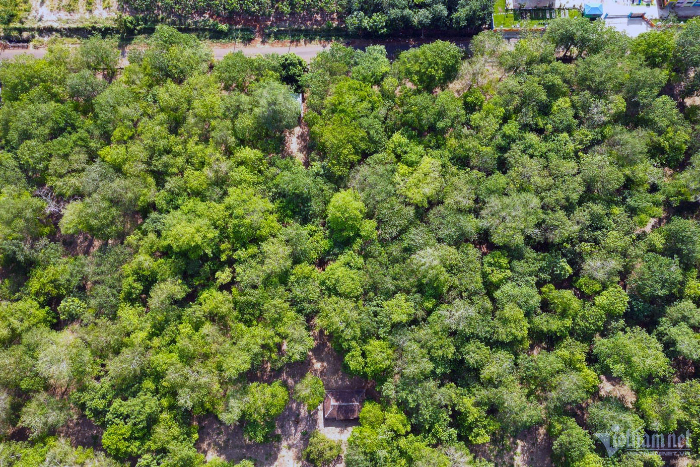 Vườn cây cao su 118 tuổi nhìn từ trên cao thấy xanh mướt