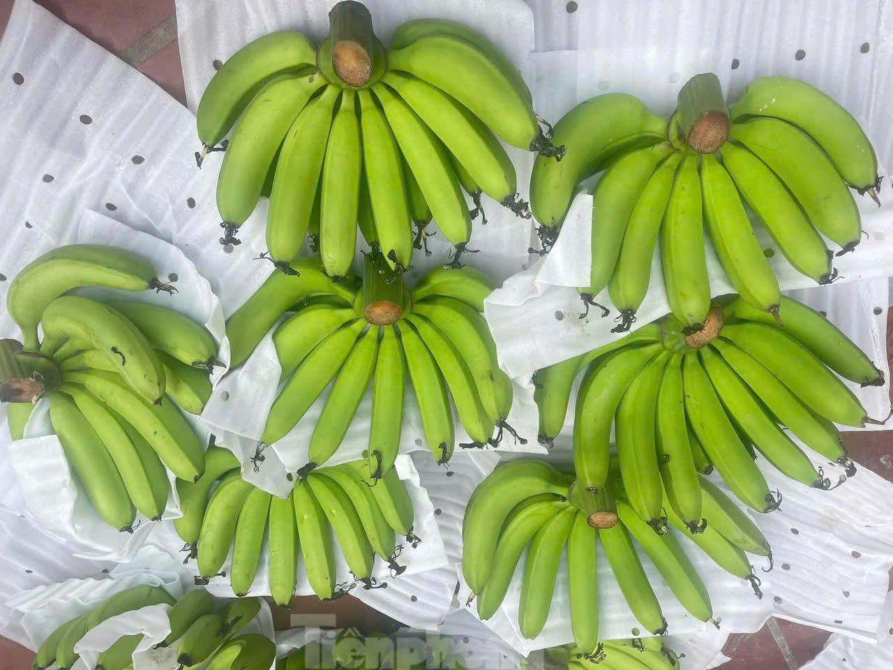 Cận tết, chuối xanh tăng giá đột biến. Cận tết, chuối xanh tăng giá đột biến.