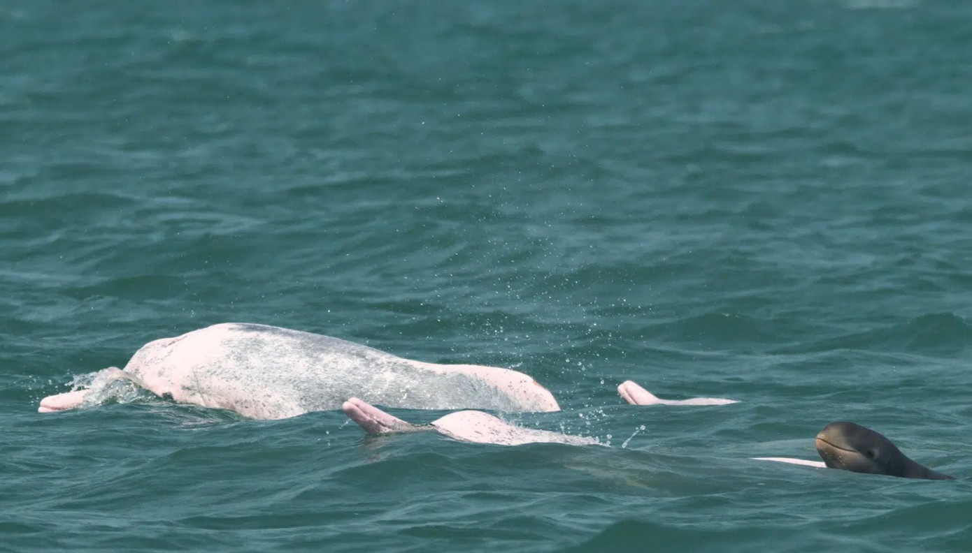 Cá heo hồng được phát hiện cùng với các heo thuộc các loài khác nhau. Nguồn: Bảo tồn biển Campuchia.