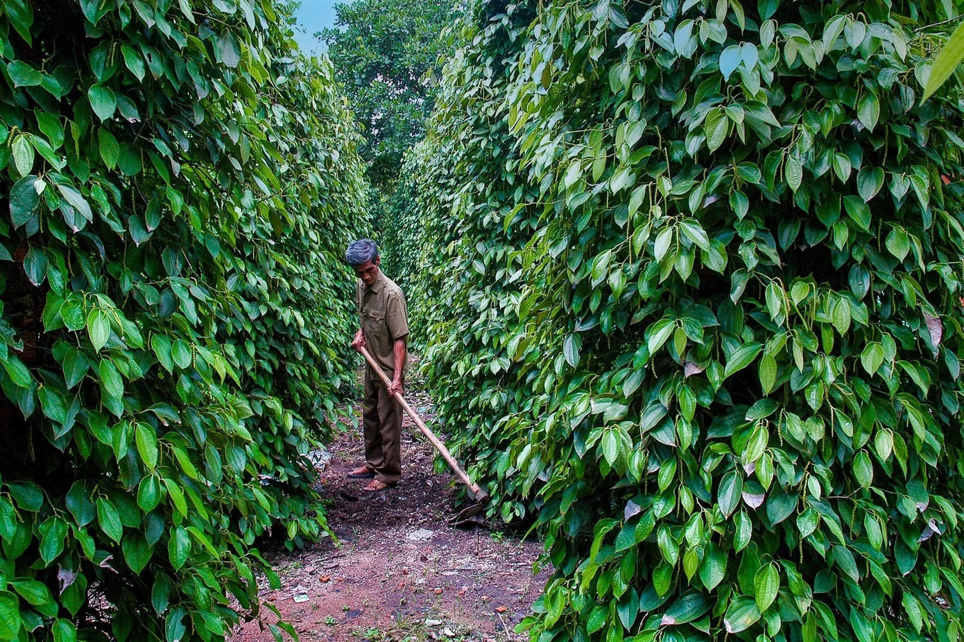 Giá hồ tiêu tăng mạnh sau khi Mỹ hoãn áp thuế đối ứng.