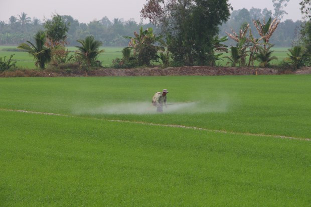 Nông dân huyện Vị Thủy chăm sóc lúa Hè Thu. Ảnh: Hồng Thái