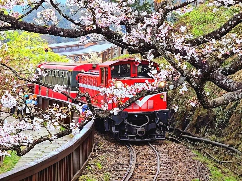 Tuyến đường sắt rừng Alishan - nơi du khách có thể lướt qua những thung lũng rợp sắc hoa anh đào.