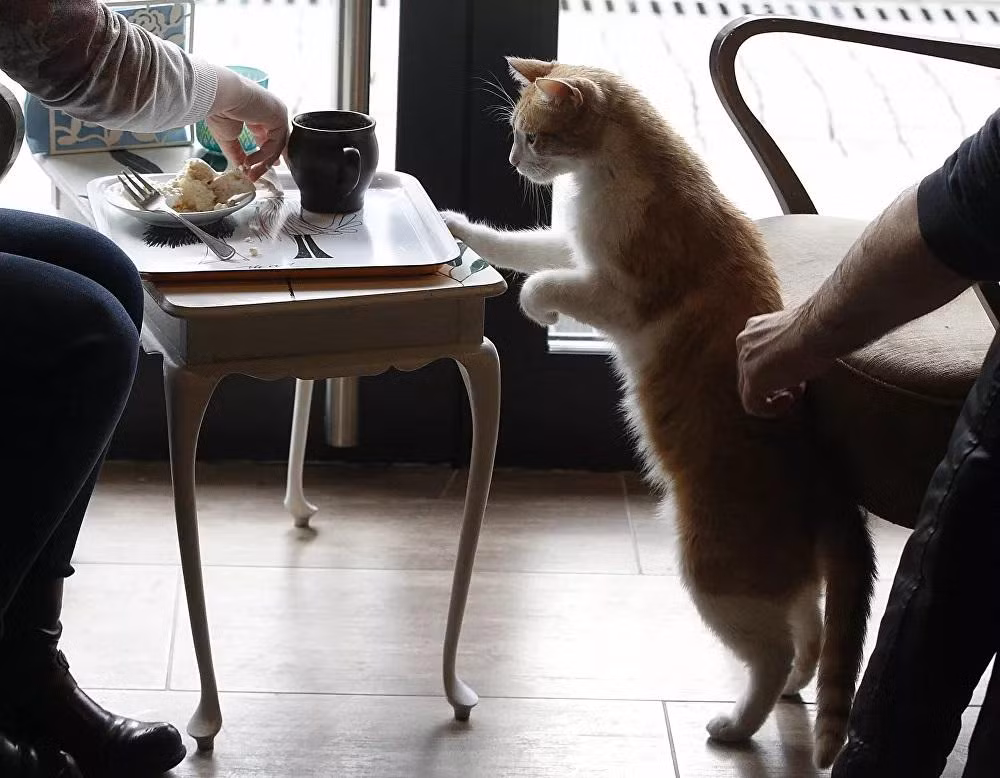 Một chú mèo lớn tại quán Miau Cafe ở Warsaw. Ảnh: AP