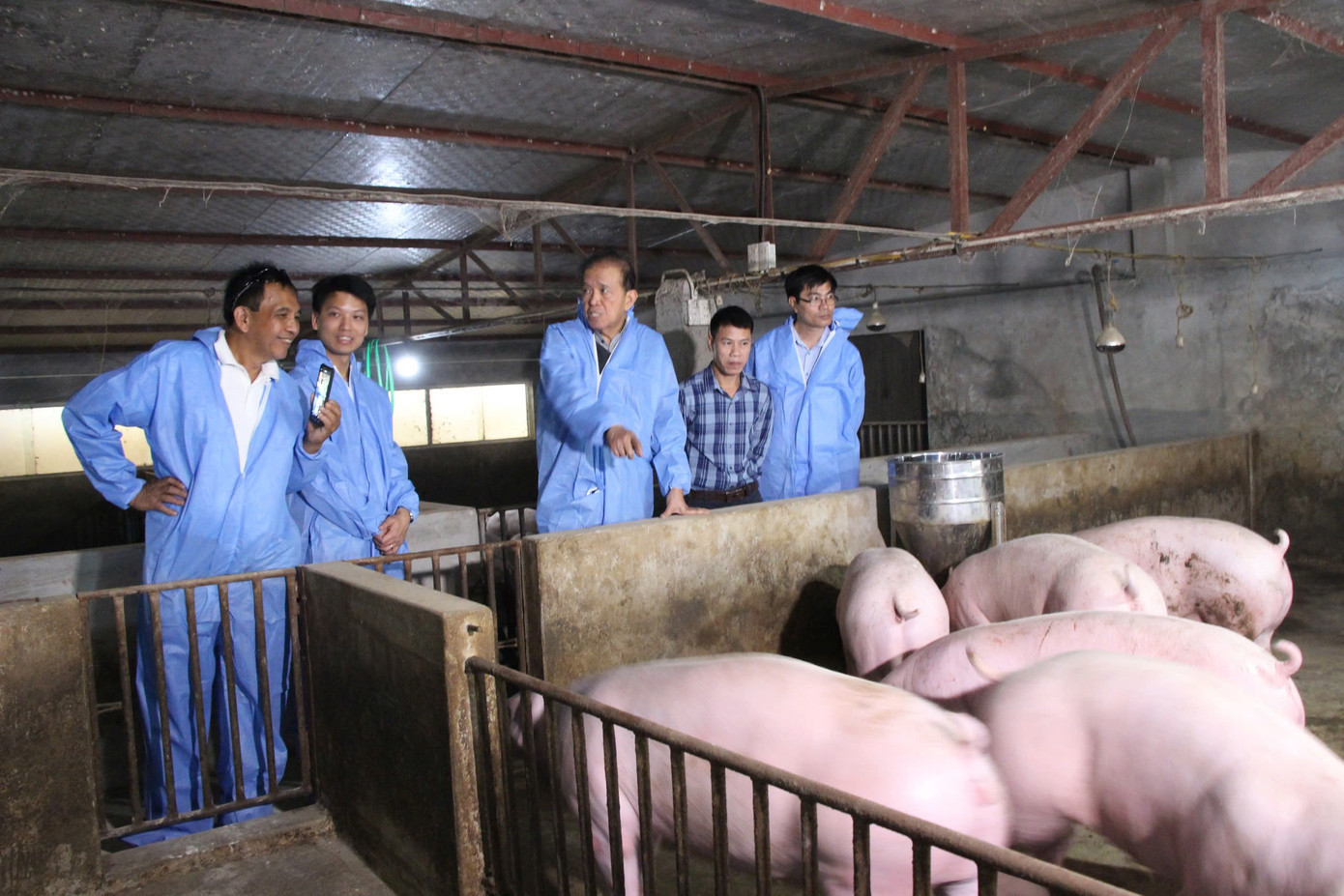 Đoàn chuyên gia quốc tế và Việt Nam tiến hành khảo sát tại một số trang trại lợn.