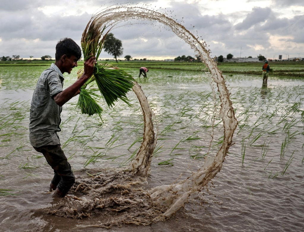 Một người dân đang gieo cấy lúa trên cánh đồng ở ngoại ô Ahmedabad, Ấn Độ. Ảnh: Reuters.