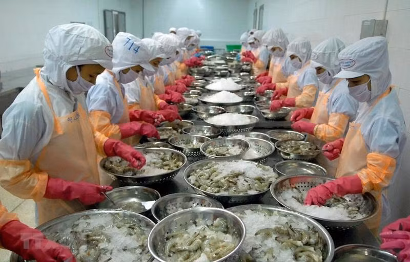 Tôm là mặt hàng bị ảnh hưởng lớn nhất bởi chính sách thuế của Mỹ. Ảnh minh họa: IT.