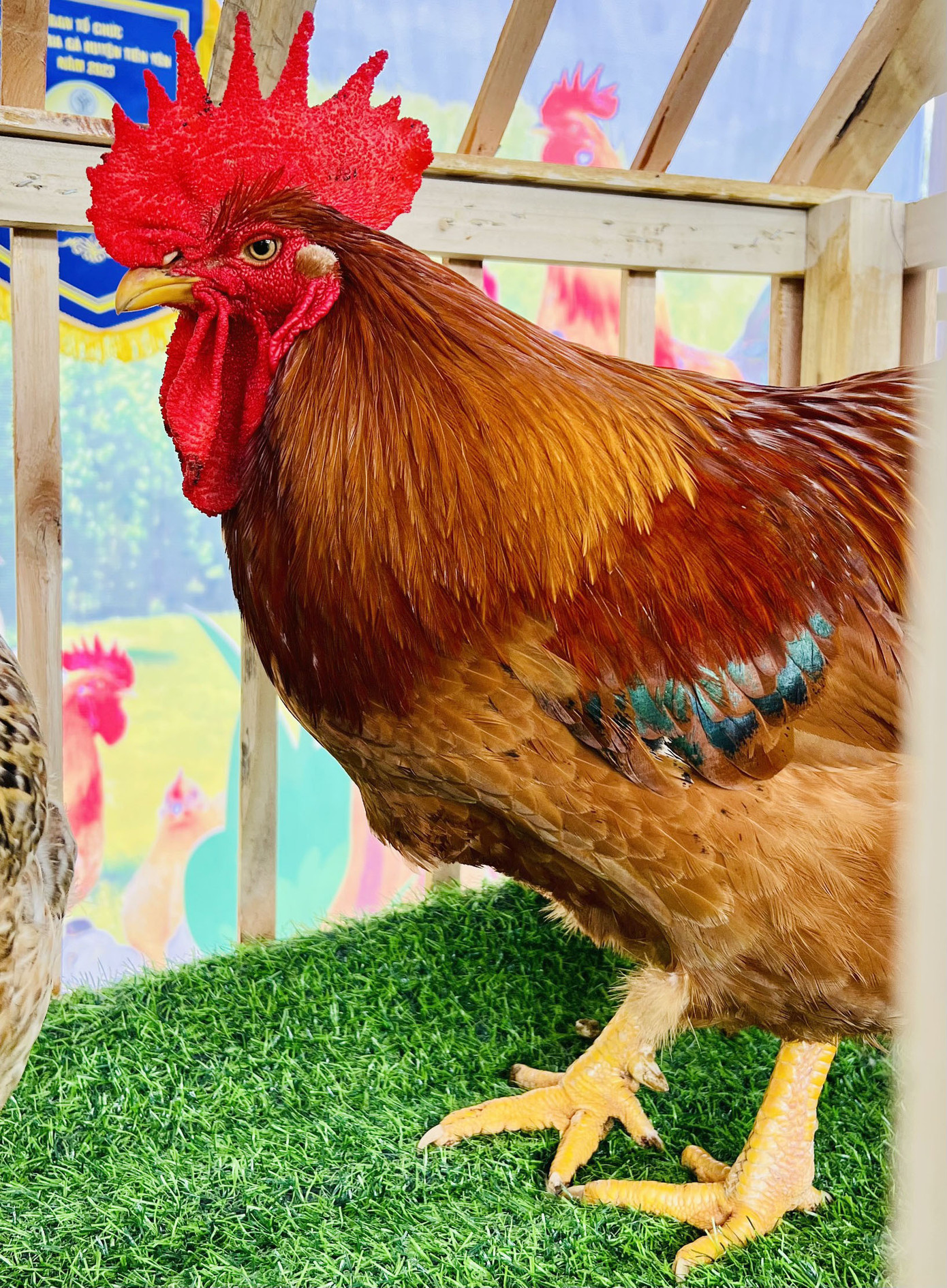 Vua gà năm nay tại hội thi của huyện Tiên Yên Vua gà năm nay tại hội thi của huyện Tiên Yên