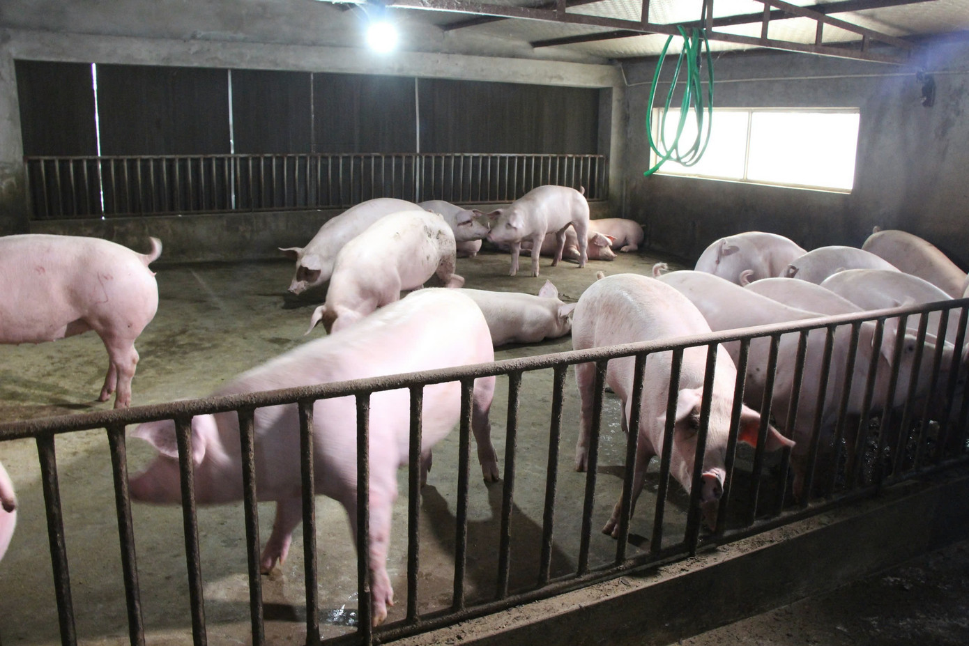 Việc không được hưởng ưu đãi thuế khiến người chăn nuôi và doanh nghiệp gặp khó khăn. Ảnh minh họa: Thanh Huyền.