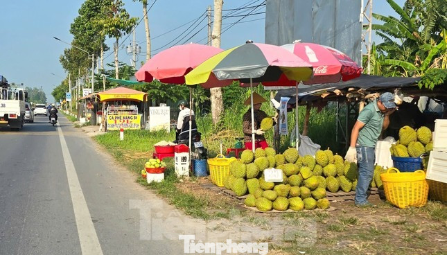 Cần có quy trình kiểm soát chất lượng đồng bộ để tìm lại vị trí của ngành hàng tỷ đô này trên thị trường quốc tế. Ảnh: Cảnh Kỳ. Cần có quy trình kiểm soát chất lượng đồng bộ để tìm lại vị trí của ngành hàng tỷ đô này trên thị trường quốc tế. Ảnh: Cảnh Kỳ.