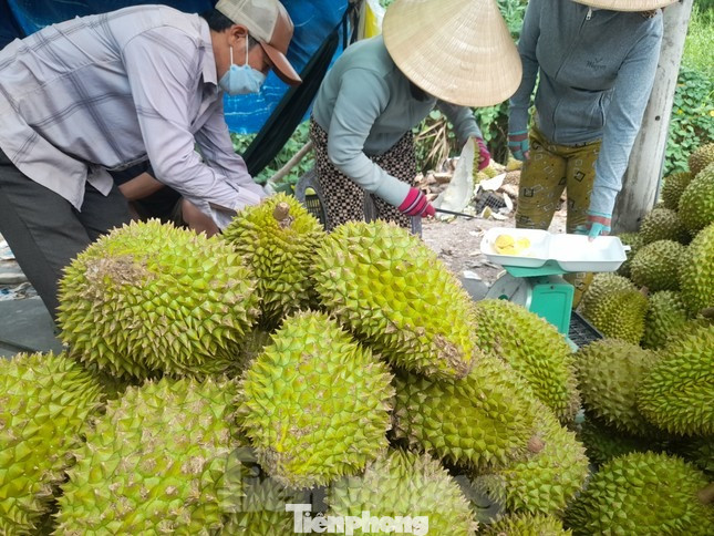 Nhiều nhà vườn tại miền Tây đã phải đem sầu riêng ra lề đường bán lẻ. Ảnh: Cảnh Kỳ. Nhiều nhà vườn tại miền Tây đã phải đem sầu riêng ra lề đường bán lẻ. Ảnh: Cảnh Kỳ.