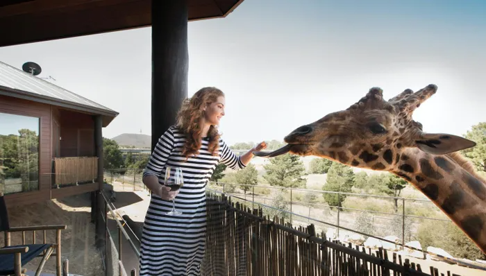 Nữ du khách thích thú khi được tiếp xúc gần với hươu cao cổ. Ảnh: Jamala Wildlife Lodge Nữ du khách thích thú khi được tiếp xúc gần với hươu cao cổ. Ảnh: Jamala Wildlife Lodge