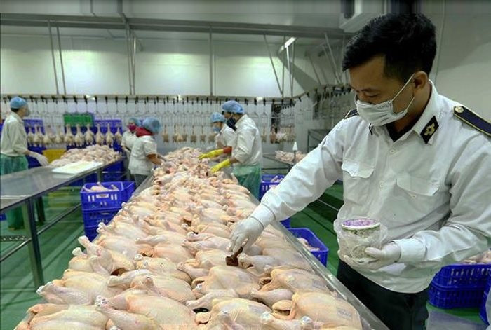 Cán bộ thú y kiểm tra nguồn gốc sản phẩm tại một cơ sở giết mổ gia cầm ở huyện Gia Lâm. Ảnh: Phương Nga. Cán bộ thú y kiểm tra nguồn gốc sản phẩm tại một cơ sở giết mổ gia cầm ở huyện Gia Lâm. Ảnh: Phương Nga.