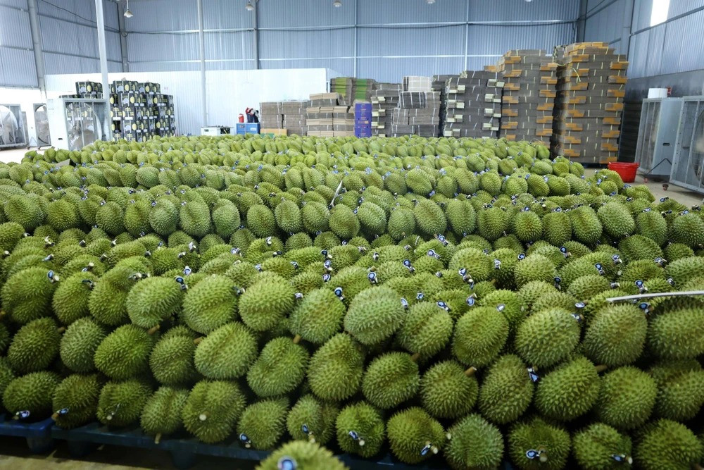 Trung Quốc tiêu thụ hơn 85% sản lượng sầu riêng của thế giới mỗi năm. Ảnh minh họa: I.T.