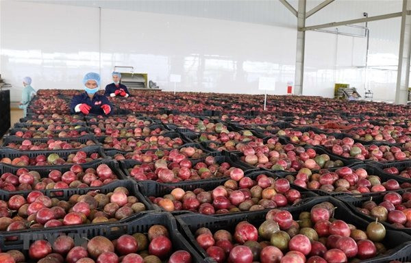 Chanh dây là 1 trong 4 mặt hàng nông sản sẽ được xuất chính ngạch sang Trung Quốc. Ảnh: TTXVN. Chanh dây là 1 trong 4 mặt hàng nông sản sẽ được xuất chính ngạch sang Trung Quốc. Ảnh: TTXVN.