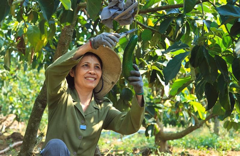 Mô hình trồng bơ sáp ở xã Lộc Phú, huyện Bảo Lâm, tỉnh Lâm Đồng góp phần giảm nghèo bền vững Mô hình trồng bơ sáp ở xã Lộc Phú, huyện Bảo Lâm, tỉnh Lâm Đồng góp phần giảm nghèo bền vững